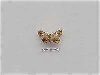 藏品(尺蛾238)的圖片